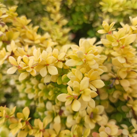 Berberys thunberga Sunsation