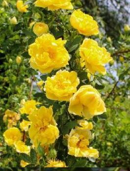 Róża pnąca żółta Golden Climber (C2)