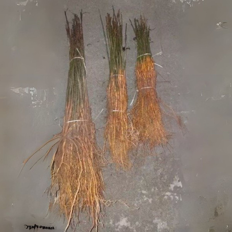 Podkładka Gruszy Grusza Kaukaska Silnie Rosnąca Plant Pack