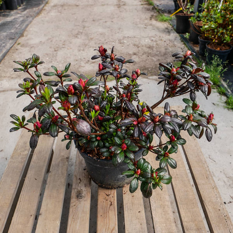 Azalia japońska Maruschka czerwona (C2)