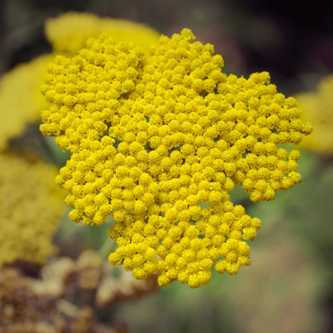 Krwawnik Wiązówkowaty Parker's Variety (C2)