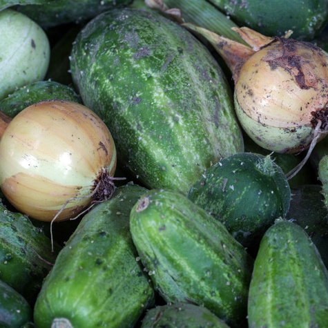 Ogórek gruntowy Krak F1 średnio wczesny 100g