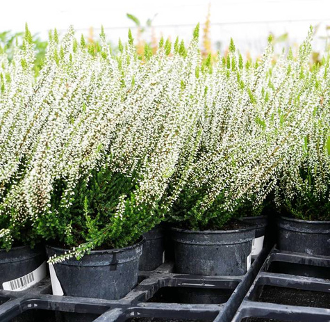 Zestaw 6 x Wrzos pospolity mix kolorów sadzonki