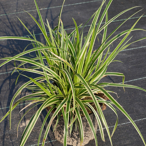 Turzyca Morrowa Aureovariegata