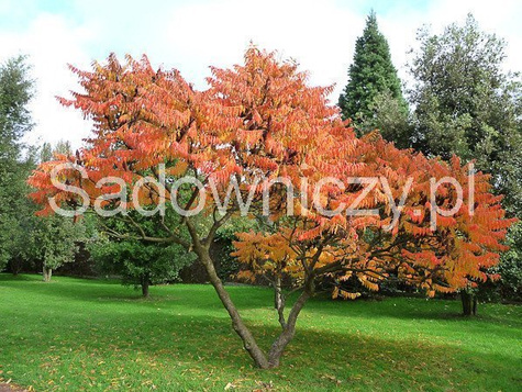 Sumak octowiec Sumak Mrozoodporny Egzotyczny (H-200/220)