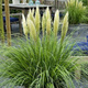 Trawa pampasowa Tiny Pampa (C2)