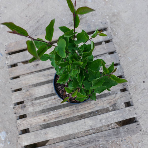 Lilak pospolity Josse powtarzający kwitnienie (C2)