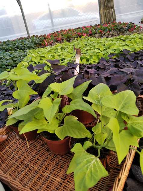 Wilec Impomea limonkowa Pnącze Wilec ziemniaczany Słodki ziemniak Ipomea