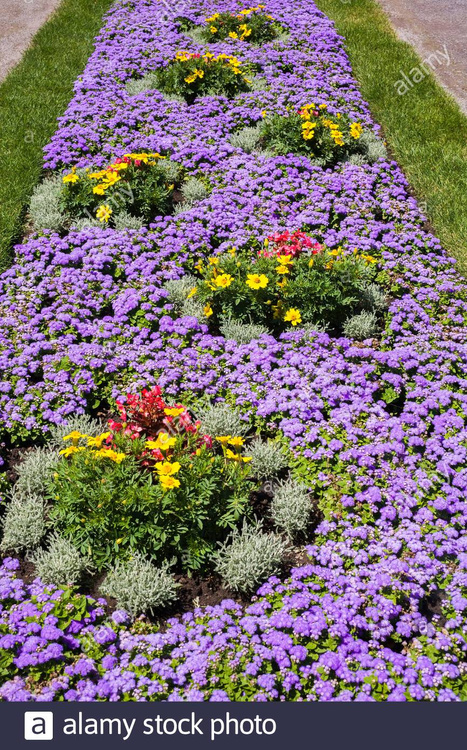 Żeniszek meksykański