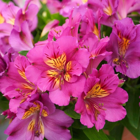 Alstremeria ogrodowa Sunstar (C2)