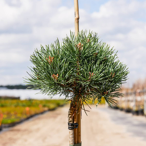 Sosna pospolita Frenshman