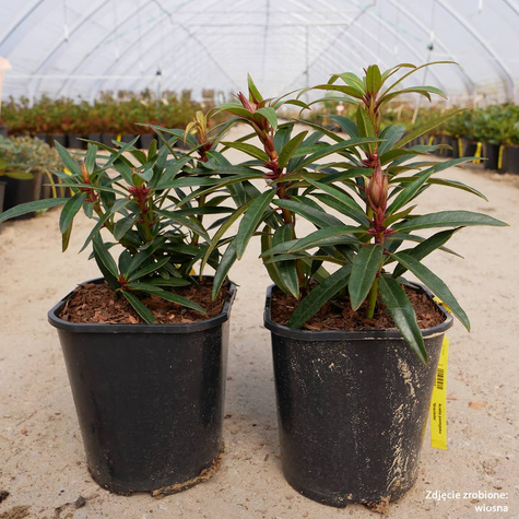 Różanecznik pontyjski Graziella (C2)