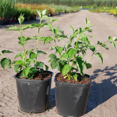 Jaśminowiec Schneestrum (C2)