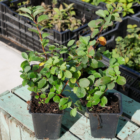 Tawuła brzozolistna Tor (P9)