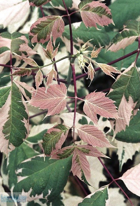 Klon jesionolistny Flamingo szczepiony na pniu (Pa 160/220, H-200/250) obw. 4-6cm