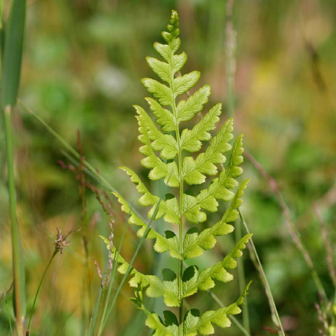 Nerecznica grzebieniasta Paproć (C2)