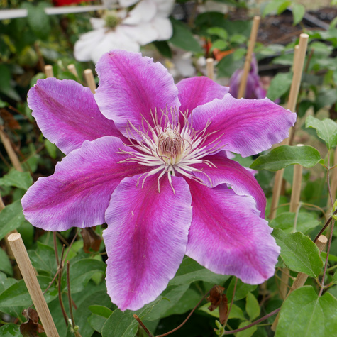 Powojnik Clematis wielkokwiatowy dr Ruppel C2