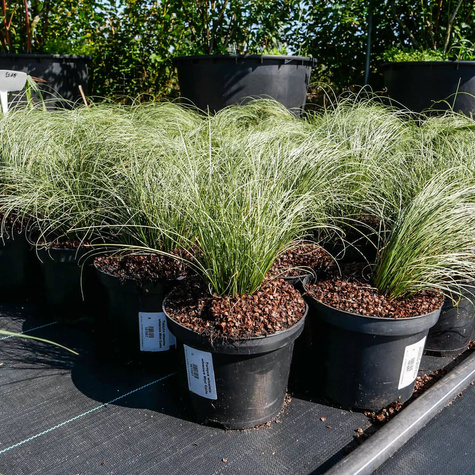 Turzyca włosowa Mint Curls (C2)