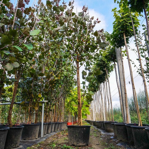 Topola amerykańska obw. 10-14cm C20