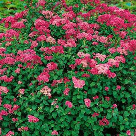 Tawuła japońska Bullata (C2)