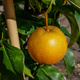 Grusza azjatycka Kumoi Plant Pack