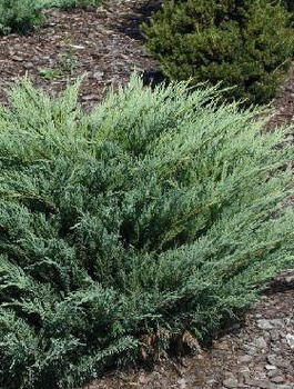 Jałowiec sabiński Blue Danube (C2)