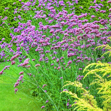 Werbena patagońska 0,3g