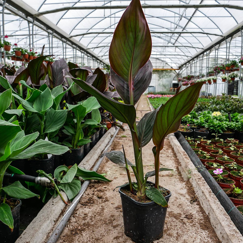 Kanna Canna pomarańczowa z bordowym liściem Paciorecznik SADZONKA C2