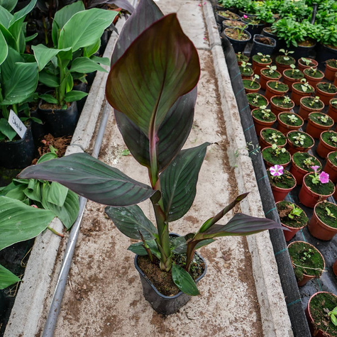 Kanna Canna Kanna czerwona z bordowym liściem Paciorecznik SADZONKA C2