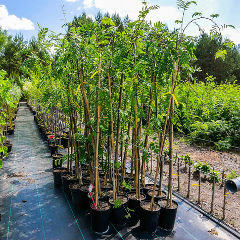 Jarząb Pospolity Pendula Szczepiony Na Pniu