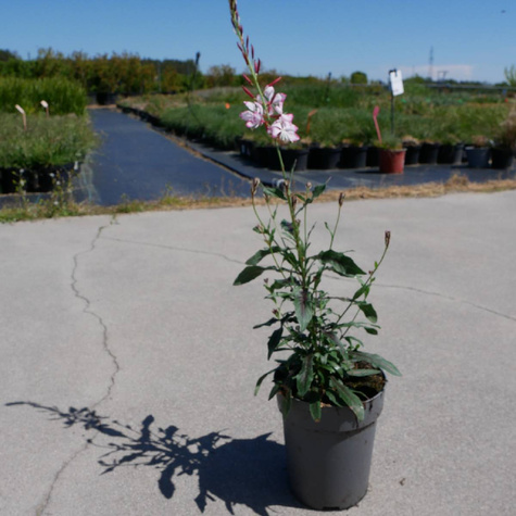 Gaura Gambit Rose Bicolor (C2)