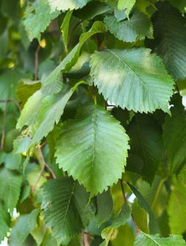 Wiąz szypułkowy (C2)