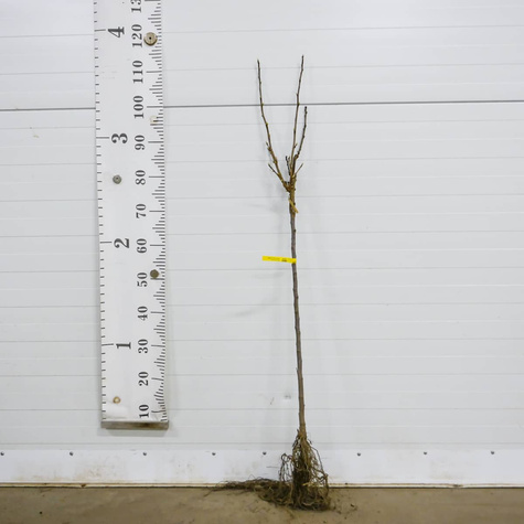 Duo porzeczka biało-czarna na pniu Plant Pack