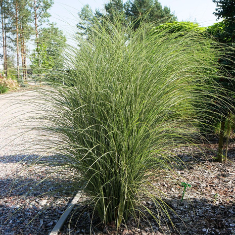 Miskant chiński Morning Light