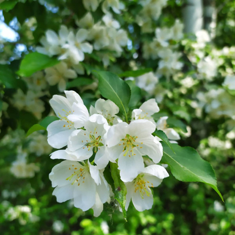 Jaśminowiec Lemoinei (P9)