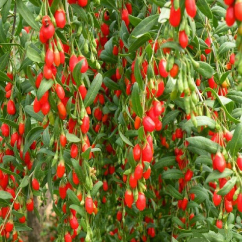 Jagoda Goji- Kolcowój szkarłatny 0,1g