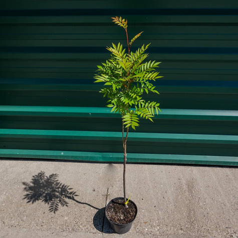 Jarząb kolumnowy żółtoowocowy (C2)