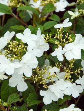 Kalina japońska 'Summer Snowflake'