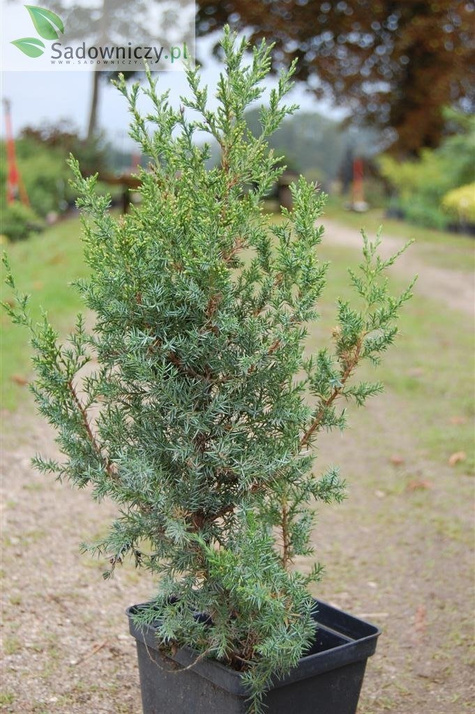 Jałowiec chiński Obelisk