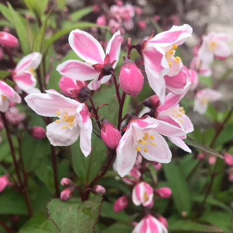 Żylistek różowy Grandiflora (P9)