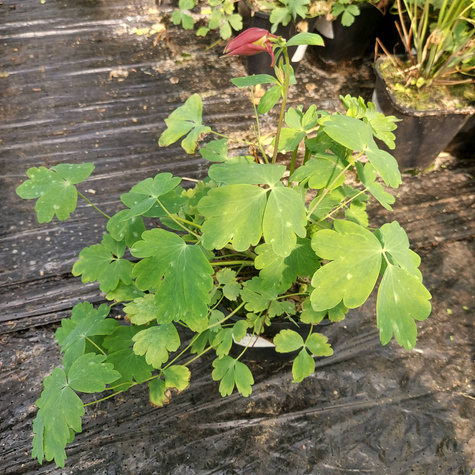 Orlik Earlybird Red White (C2)