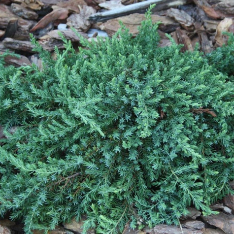 Jałowiec pospolity Minima