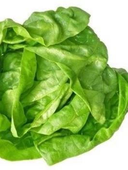 Sałata szklarniowa Safir szybko rosnąca 0,5g