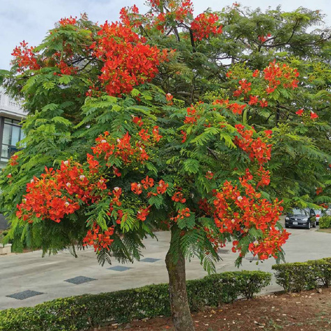 Płomień afryki Delonix Regia 5 szt nasion