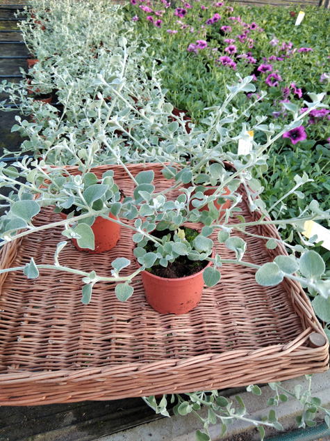 Kocanka włochata Silver "Srebrna Mgła"