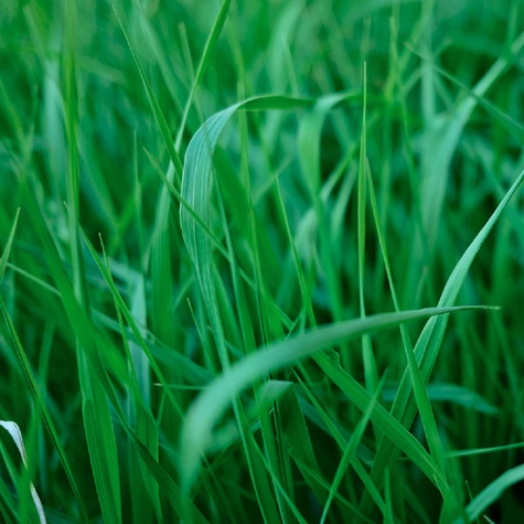 Trawa cytrynowa Palczatka pogięta