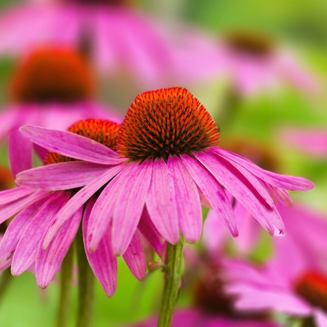 Rudbekia purpurowa (Jeżówka) trwała purpurowo-różowa 1g