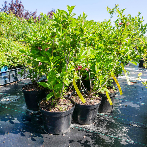 Krzewuszka cudowna Candida (C2)