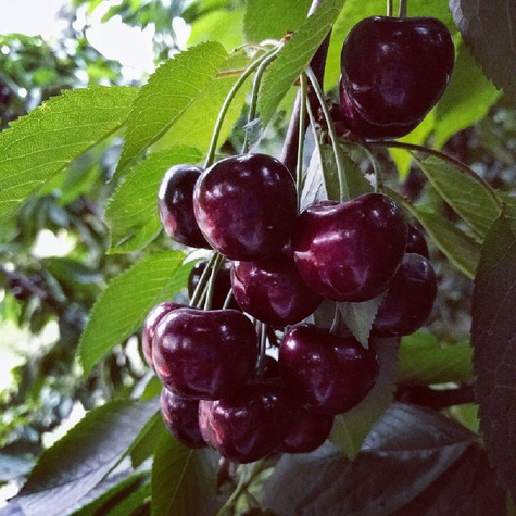 Czereśnia Kasandra w doniczce (C2)