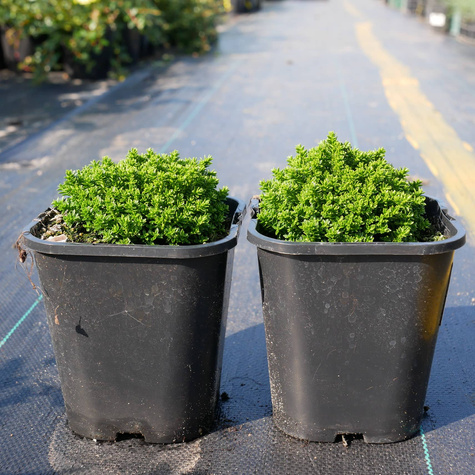 Hebe Green Globe (C2)